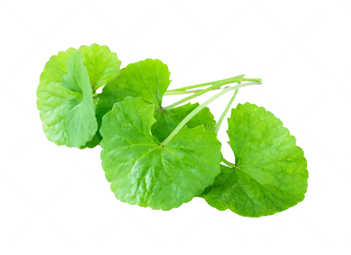 Pegagan